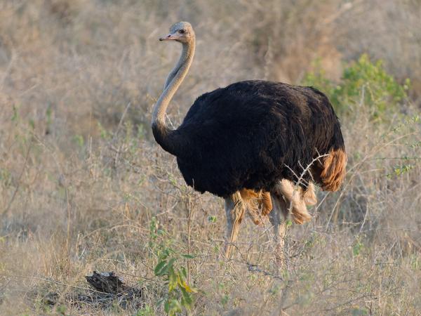 <h3><a href="/trips/safari/biota/animalia/chordata/aves/002 struthioniformes/001 struthionidae/struthio camelus/struthio camelus-en.html">Struthio&nbsp;camelus</a> / Common&nbsp;ostrich / Struisvogel</h3>OM-1 Mark II with OLYMPUS M.150-400mm F4.5, 1/2000 sec at F4.5, ISO 5000, distance 71.6&nbsp;m
